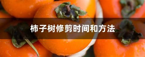 柿子树修剪|柿子树怎么修剪